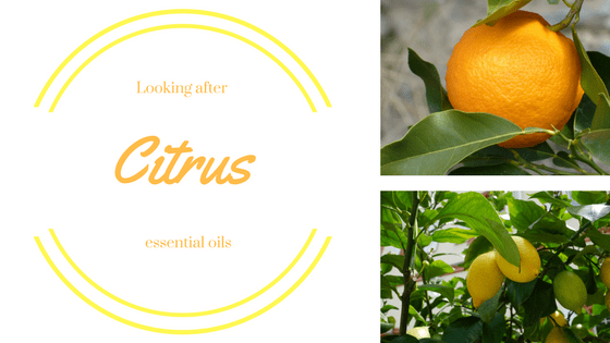 Looking After Citrus Oils
